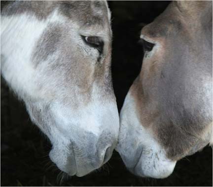 Eye to Eye